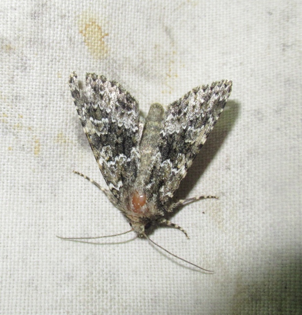 Polymixis polymita - kankalin-tarkabagoly