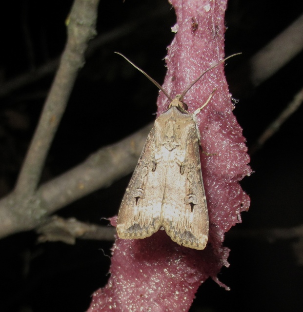 Agrotis ipsilon - nagy földibagoly