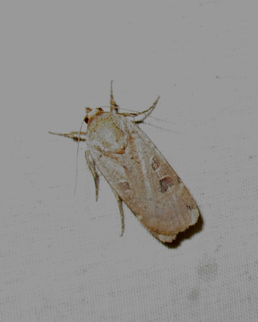 Noctua orbona - foltos sárgafűbagoly