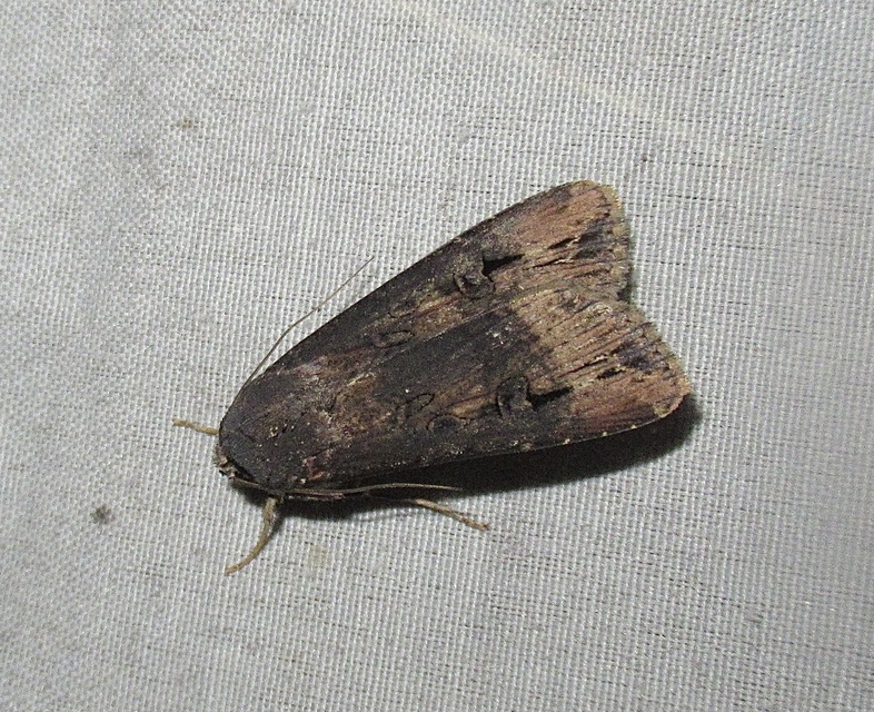 Agrotis ipsilon - nagy földibagoly