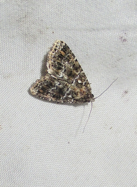Callopistria latreillei - gyöngypettyes bagoly