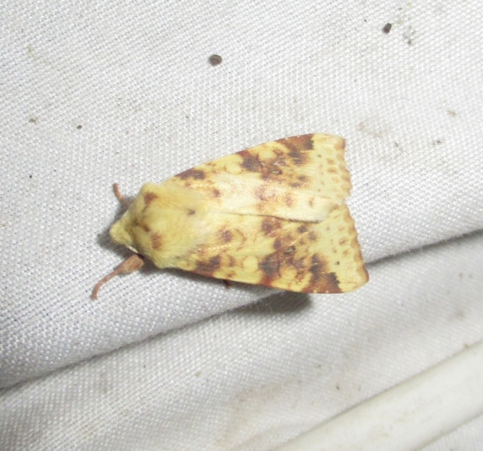 Cirrhia icteritia - nyárfa-sárgabagoly