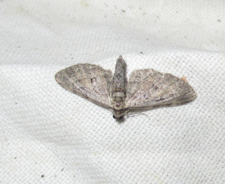 Eupithecia icterata - rozsdafoltos törpearaszoló