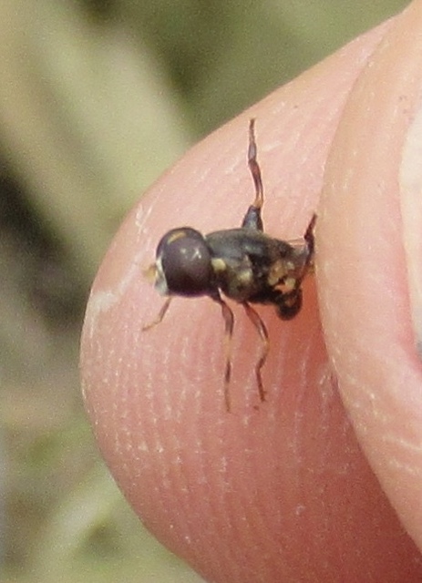 Syritta pipiens - zizegő comboslégy