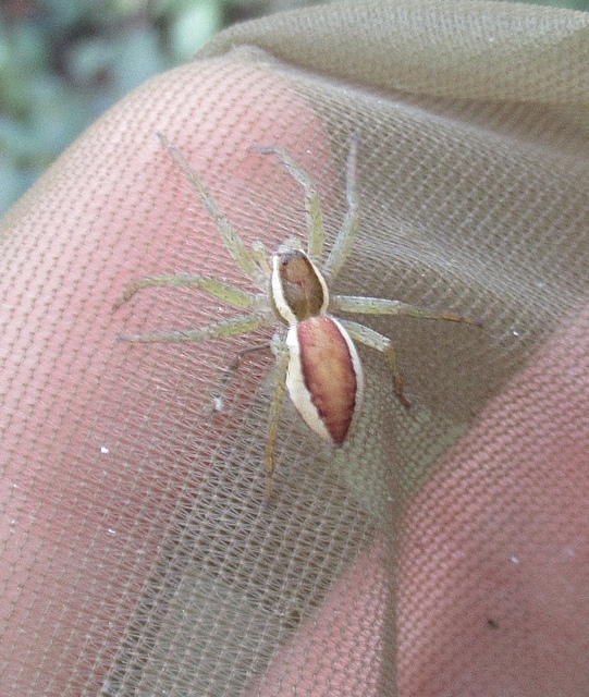 Dolomedes fimbriatus - szegélyes vidrapók