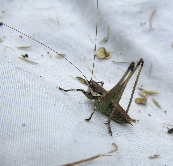 Rhacocleis annulata