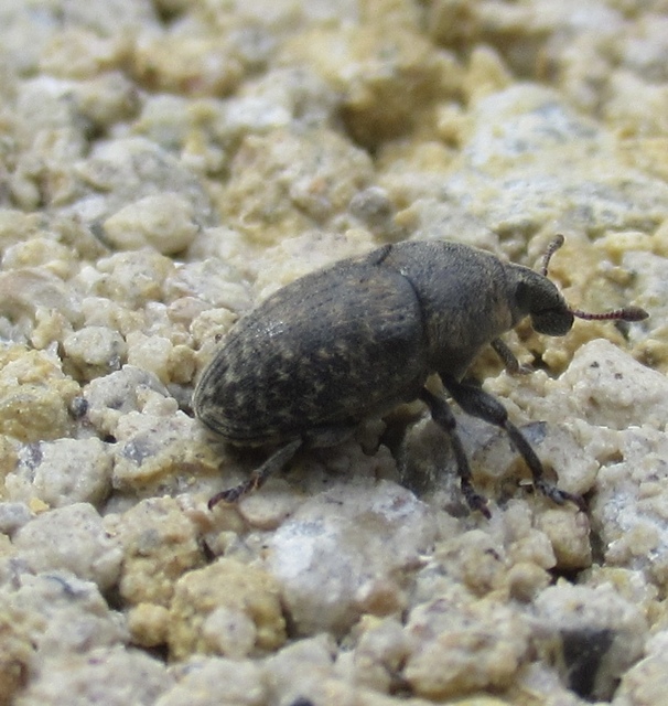 Larinus obtusus - imola-púderbarkó