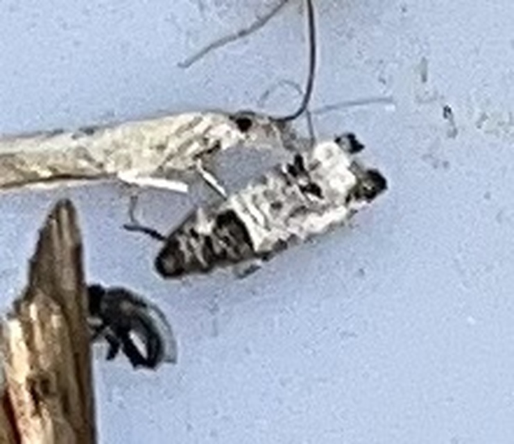 Notocelia incarnatana - jajrózsa-tükrösmoly