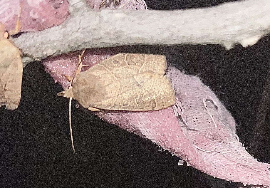 Mesogona acetosellae - madársóskabagoly