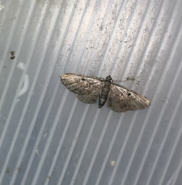 Eupithecia icterata - rozsdafoltos törpearaszoló