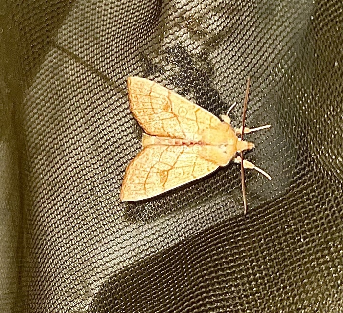 Tiliacea citrago - citromszínű sárgabagoly