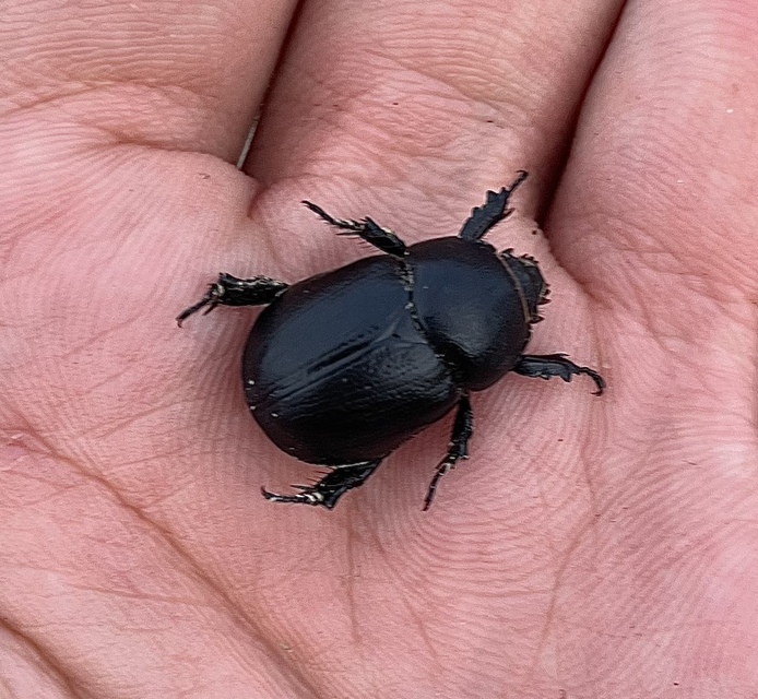Pentodon idiota - butabogár