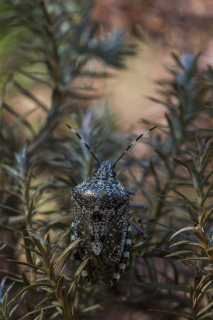 Rhaphigaster nebulosa - bencepoloska