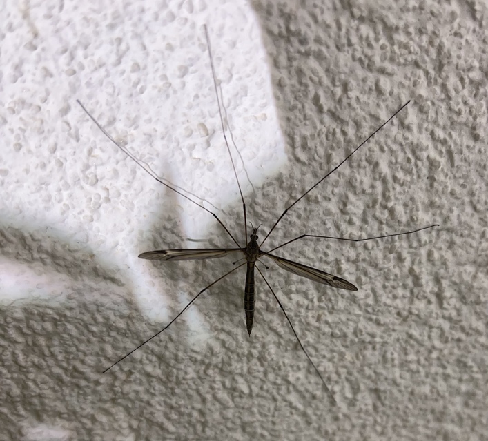 Tipula