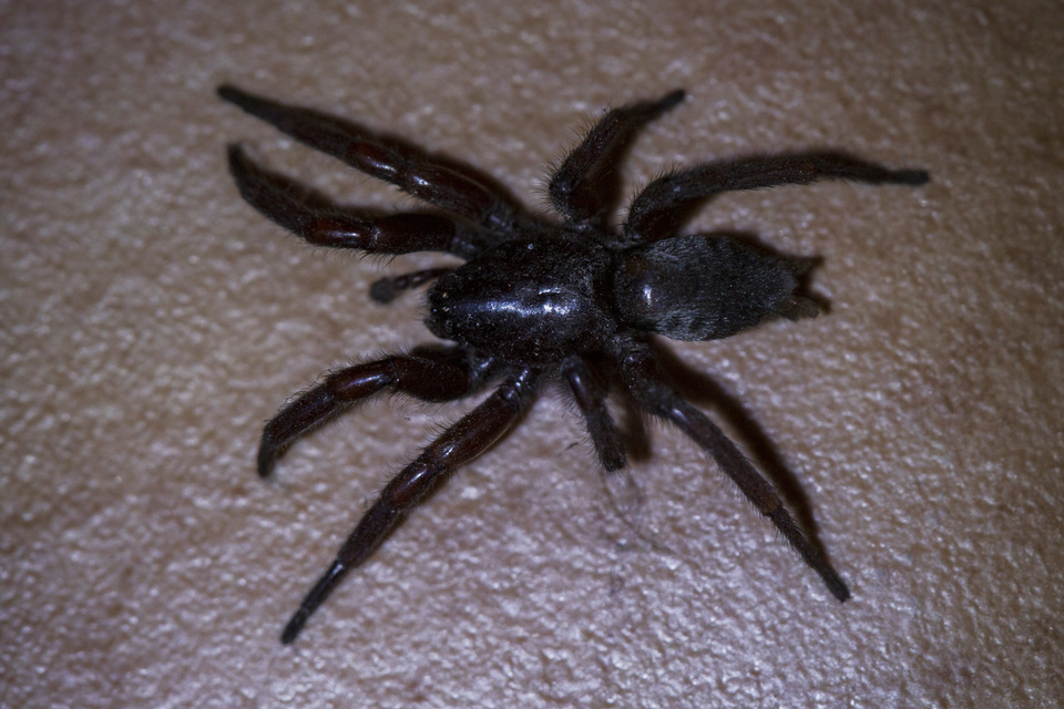 Scotophaeus