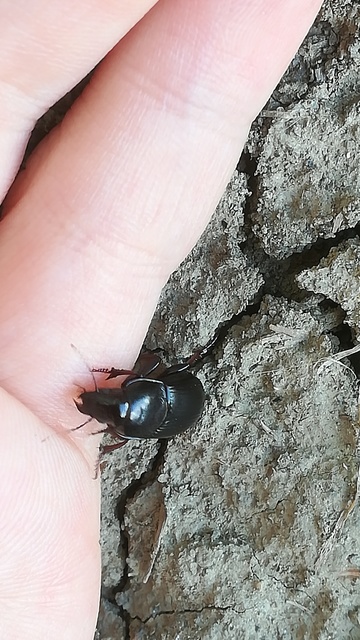 Zabrus tenebrioides - gabonafutó