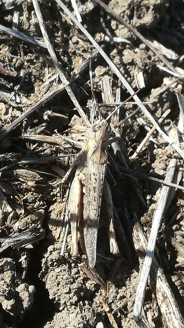 Chorthippus (Glyptobothrus) (subgenus)