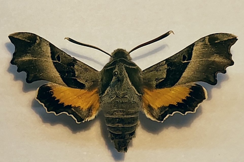 Proserpinus proserpina - törpeszender