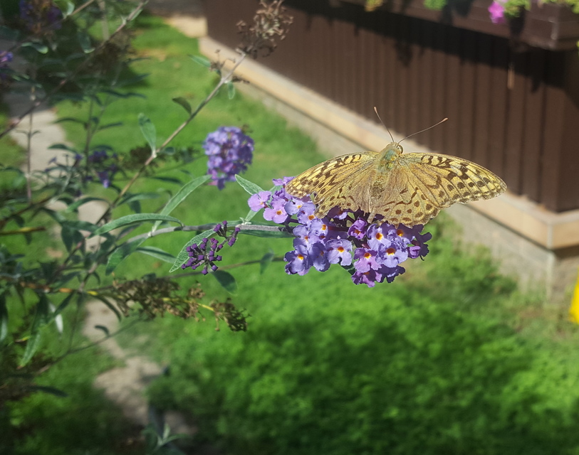 Argynnis pandora - zöldes gyöngyházlepke