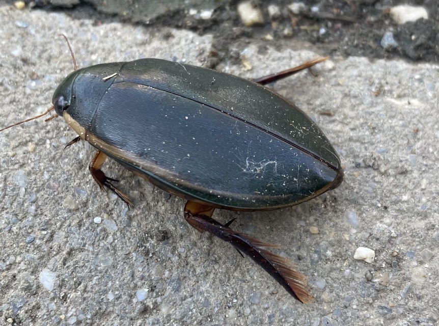 Cybister lateralimarginalis - nagy búvárbogár