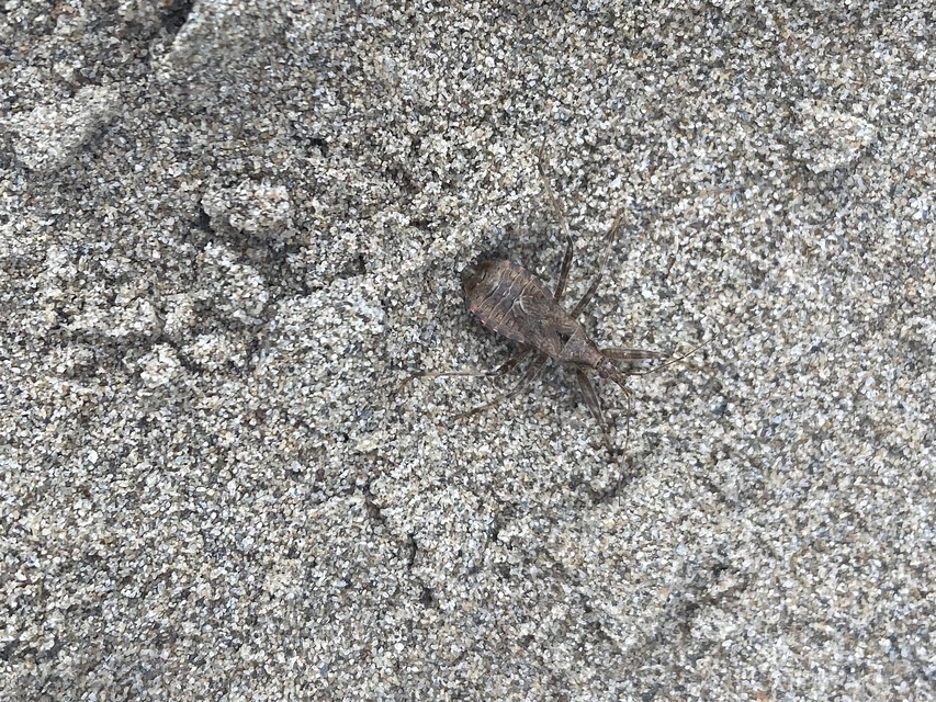 Himacerus