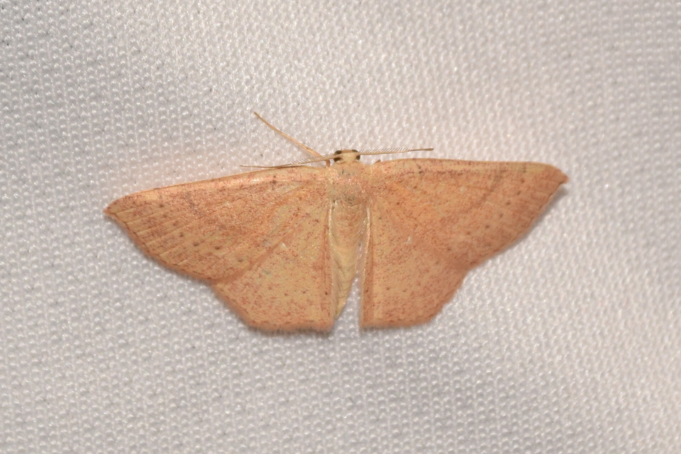 Cyclophora ruficiliaria - vörösrojtú pettyesaraszoló
