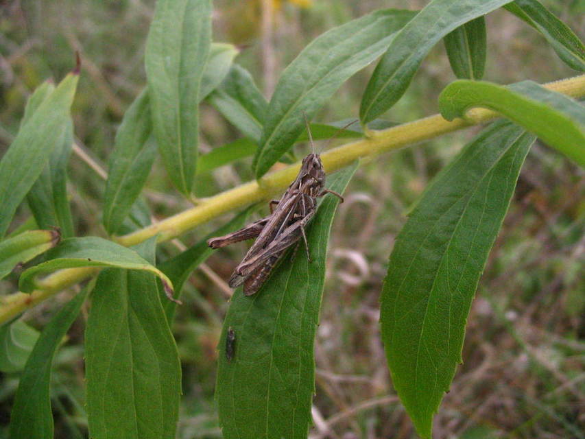 Chorthippus (Glyptobothrus) (subgenus)