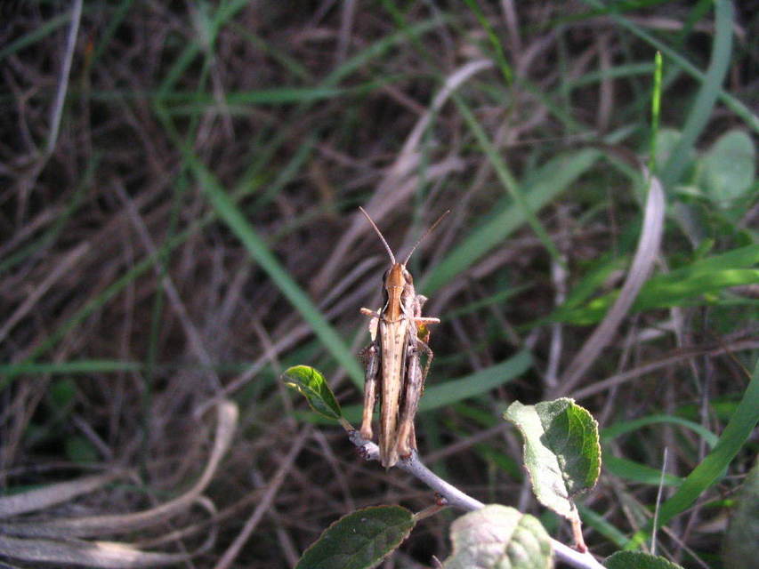 Chorthippus (Glyptobothrus) (subgenus)