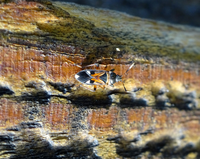 Raglius alboacuminatus - tarka díszesbodobács