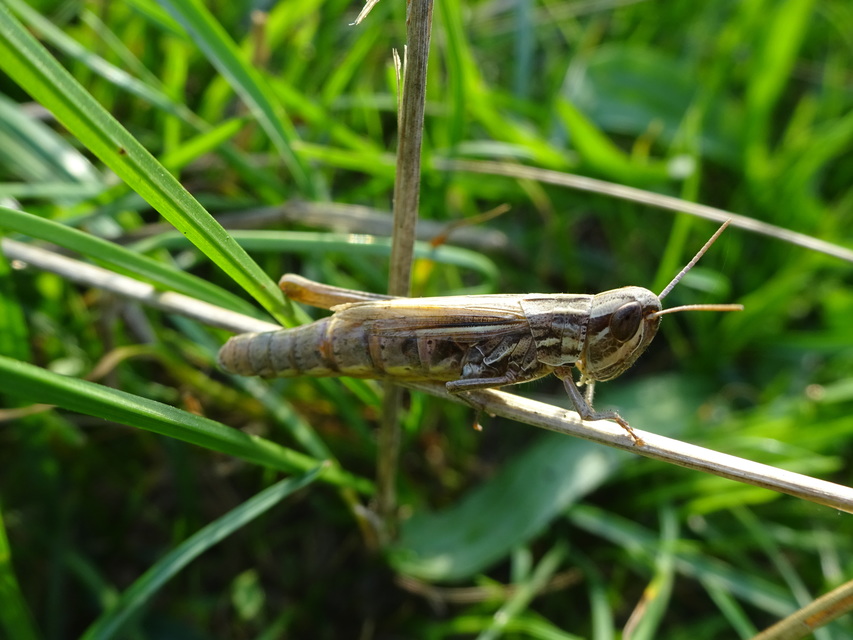 Euchorthippus declivus - rövidszárnyú rétisáska