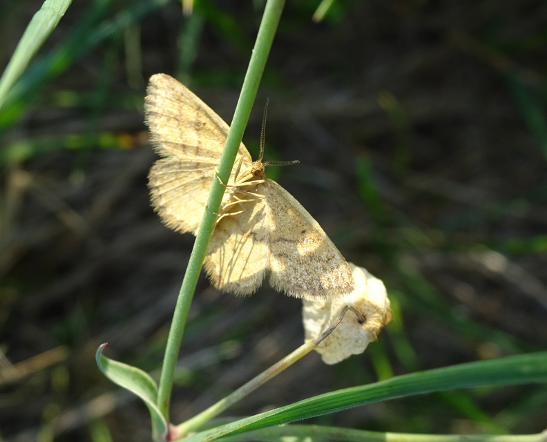 Idaea serpentata - kis sávosaraszoló