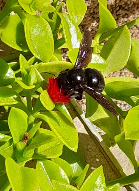 Xylocopa