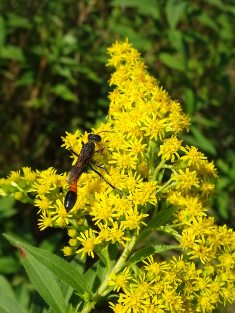 Ammophila