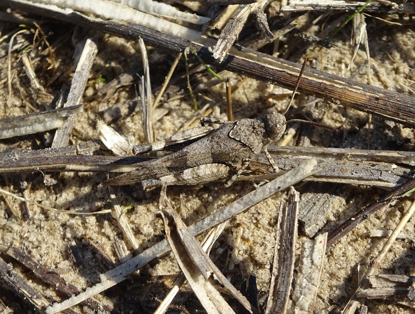 Oedipoda caerulescens - kékszárnyú sáska