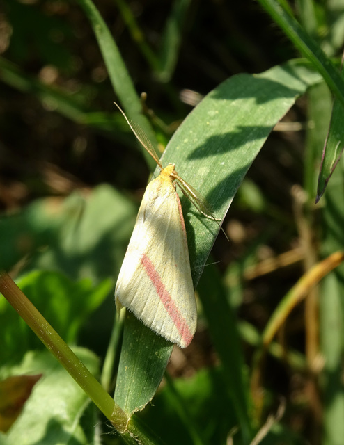 Rhodometra sacraria - rózsacsíkos araszoló