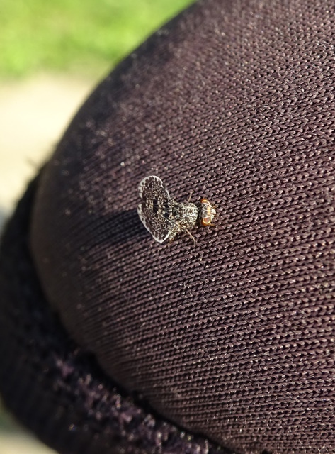 Callopistromyia annulipes - pávalégy