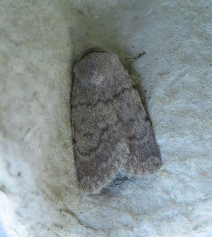 Eremodrina gilva - platina-selymesbagoly
