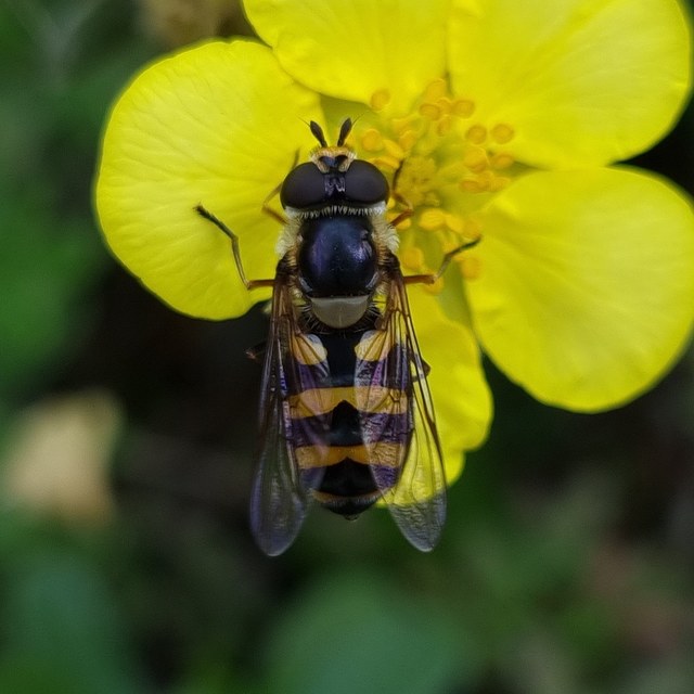 Eupeodes