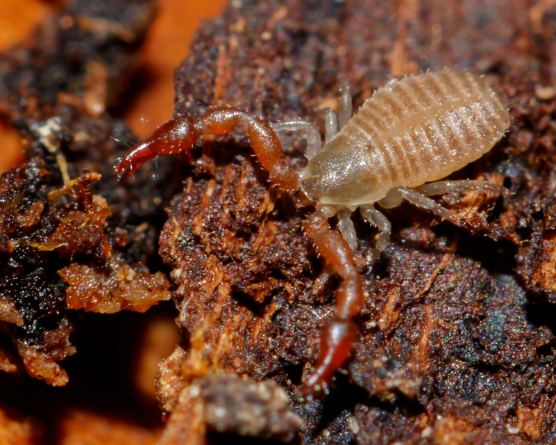 Pseudoscorpionida - Álskorpiók