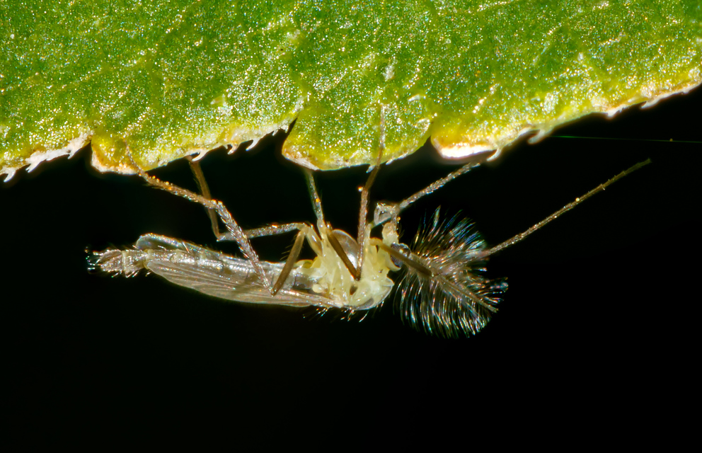 Chironomidae - árvaszúnyogok
