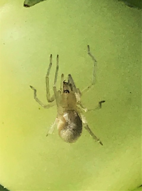 Cheiracanthium