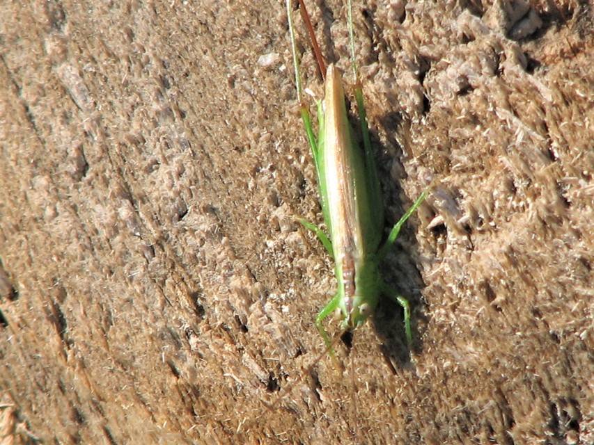Conocephalus fuscus - kis kúpfejűszöcske
