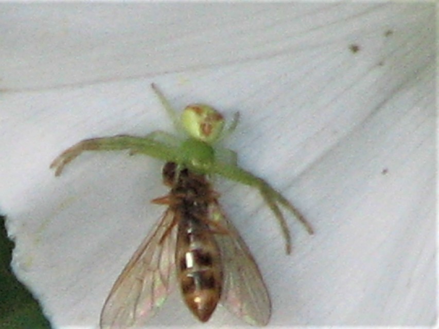 Ebrechtella tricuspidata - alakoskodó karolópók