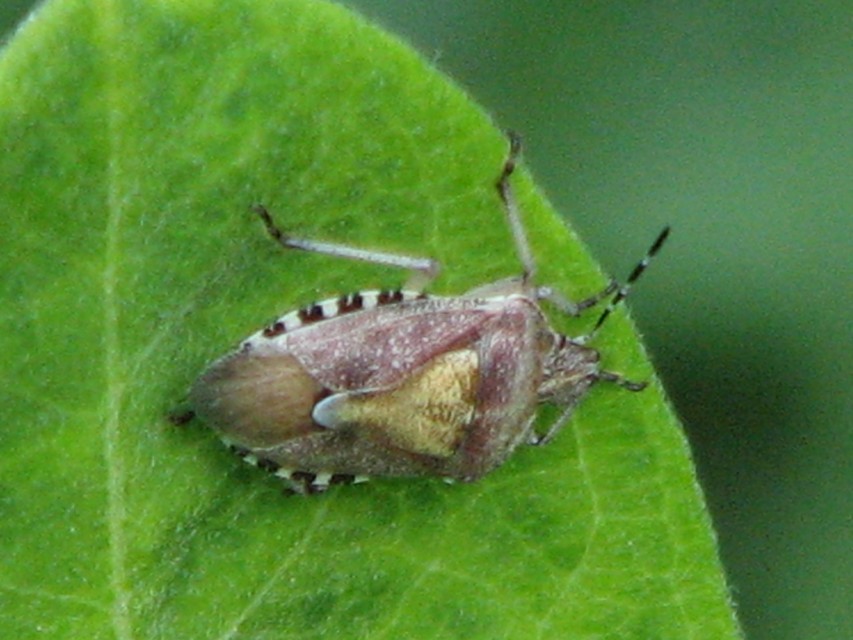 Dolycoris baccarum - közönséges bogyómászó-poloska