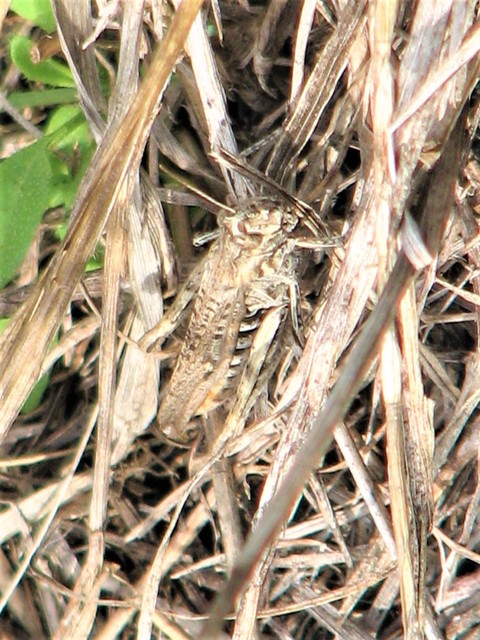 Chorthippus (Glyptobothrus) (subgenus)