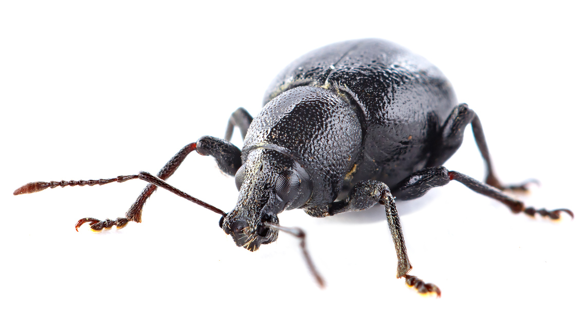 Otiorhynchus lirus - fényes gyalogormányos