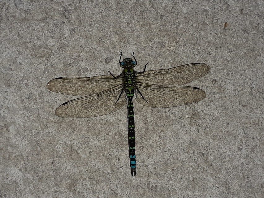Aeshna cyanea - sebes karcsúacsa