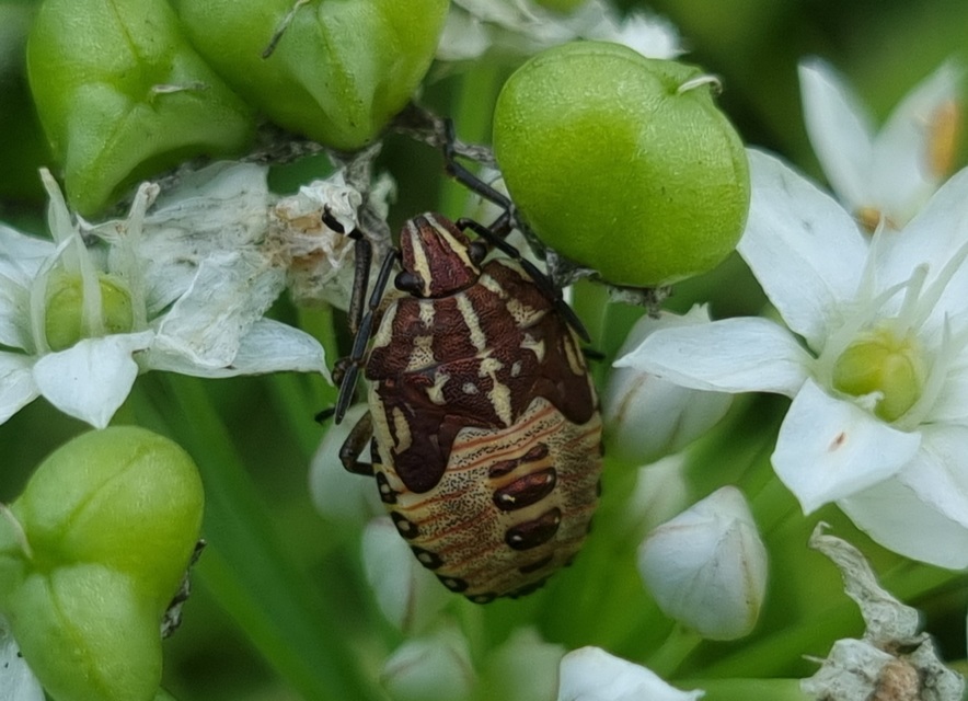 Carpocoris