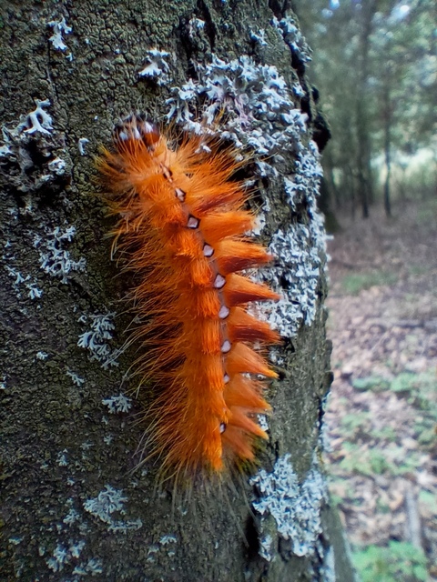 Acronicta aceris - vadgesztenye-szigonyosbagoly