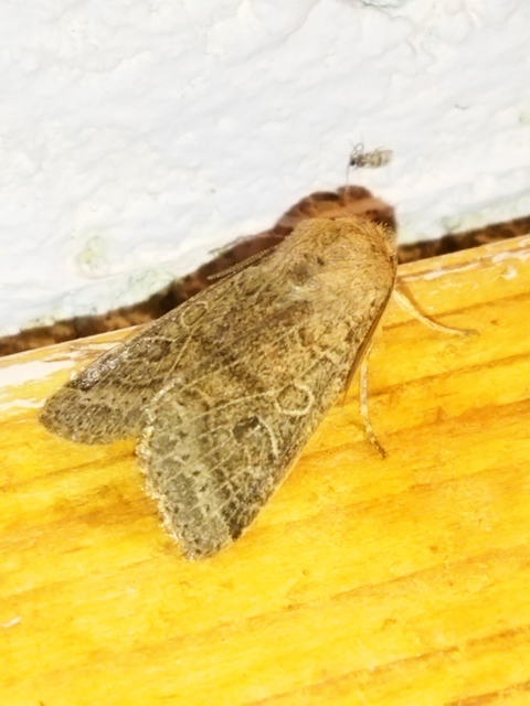 Anchoscelis nitida - rozsdabarna őszibagoly